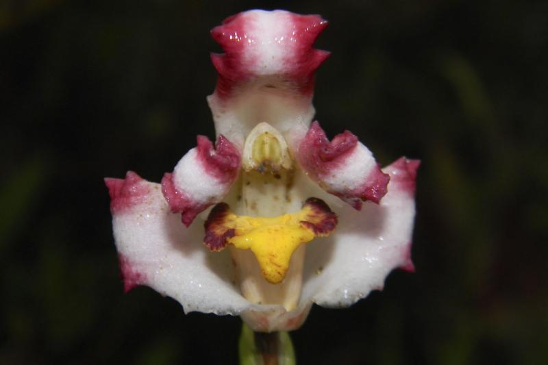 Investigadores peruanos descubren la “Orquídea del Bicentenario” en Oxapampa