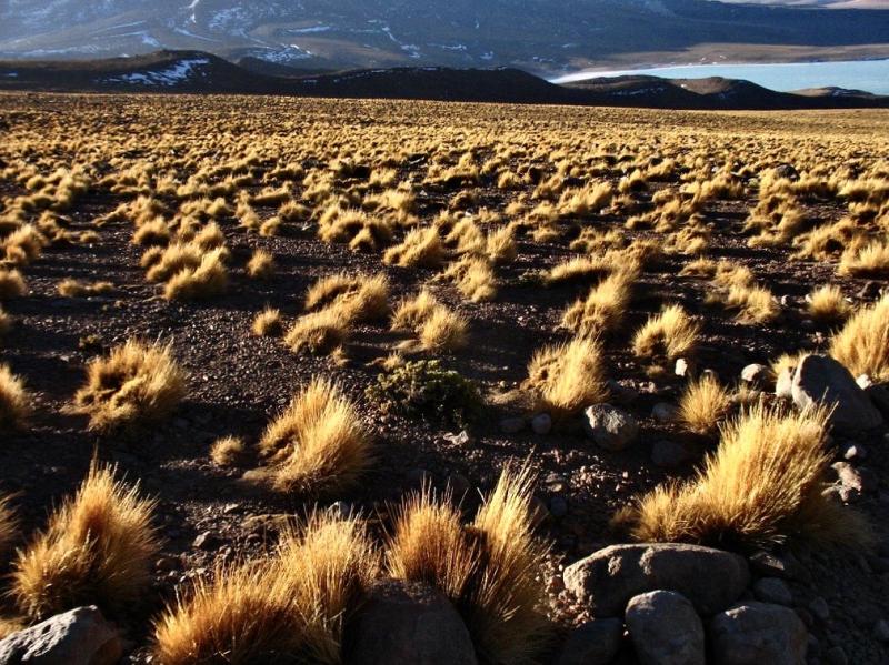 Investigadores peruanos fabrican paneles de fibrocemento a partir de plantas endémicas del Perú