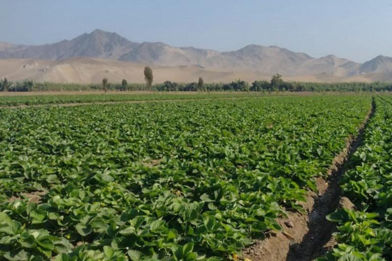 Invierno cálido afectaría cultivo de fresa en Lima
