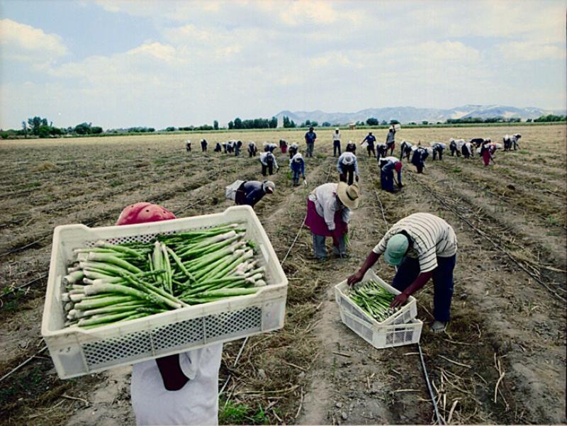 IPEH: “Empresas están analizando la posibilidad de mecanizar cosecha del espárrago”