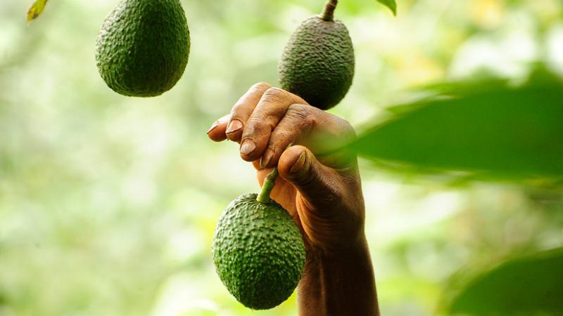 Irlanda: lanzan campaña para boicotear los aguacates mexicanos por el contexto de violencia en las zonas productoras