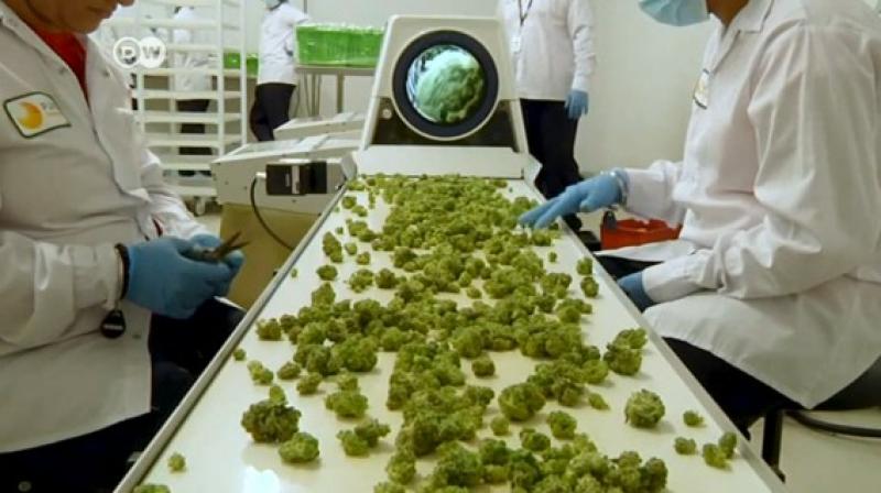 Israel aprobó la exportación de cannabis medicinal