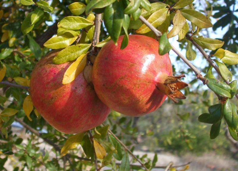 ITE: EL DISTRITO DONDE LA QUINUA NO FUNCIONÓ, PERO LA GRANADA SÍ