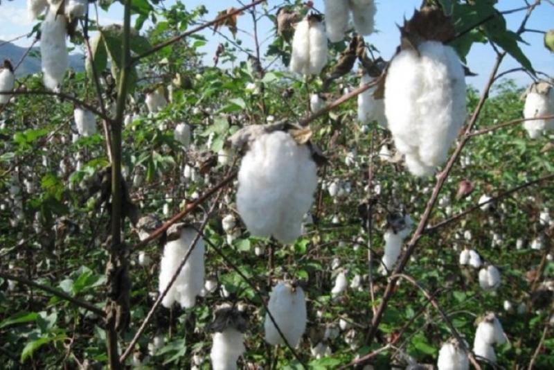 ITP promueve la siembra de 7.000 hectáreas de algodón en Piura, Ica y Lambayeque