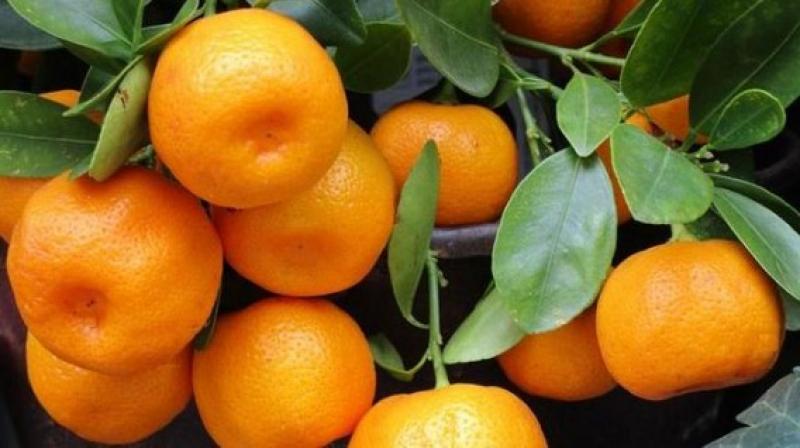 Japón ofrece pagar por mandarinas peruanas más del doble de su precio