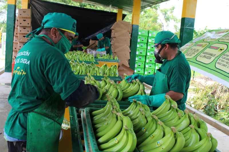 JNB: Producción de banano orgánico disminuirá 10% este año