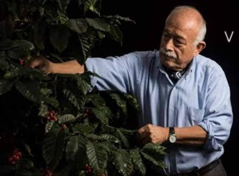 JNC: 60% de las hectáreas totales de café necesitan ser renovadas debido a que plantaciones son muy viejas
