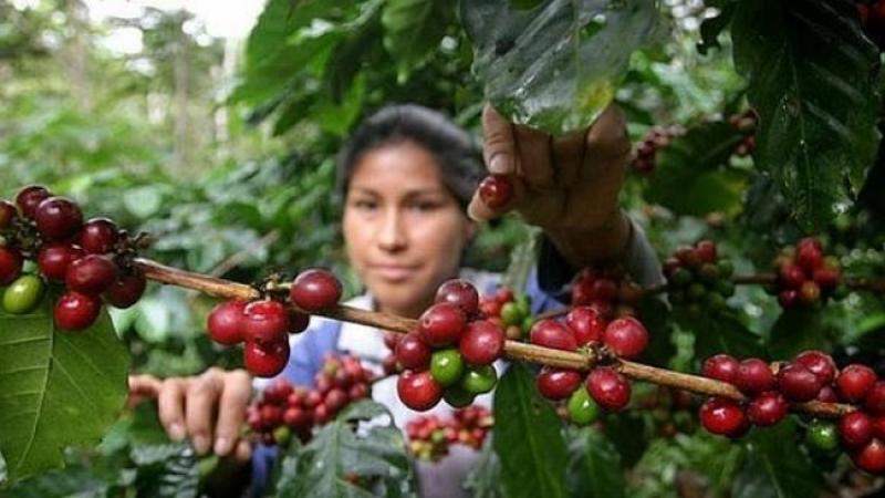 JNC: Cafetaleros en Perú ingresan a su segundo año de buenos precios apuntando al mercado chino
