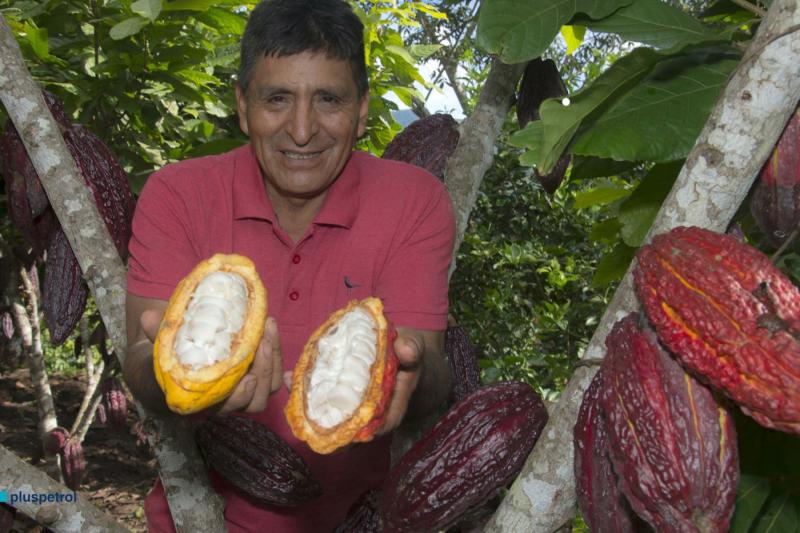 Junín: agricultores de Mazamari apuestan por el cultivo de cacao de alto rendimiento
