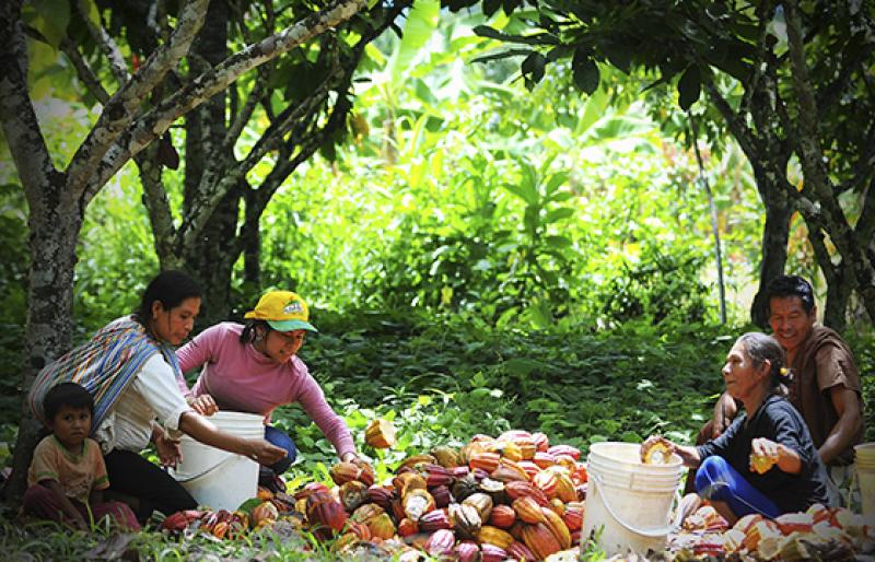 Junín: Devida promueve proyectos de desarrollo alternativo de cacao en Mazamari y Pangoa