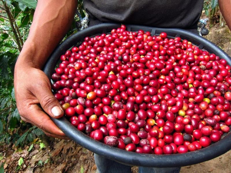 JUNÍN: EMPRESA REALIZARÁ SU PRIMER ENVÍO DE 60 QUINTALES DE CHERRY COFFEE A CHINA