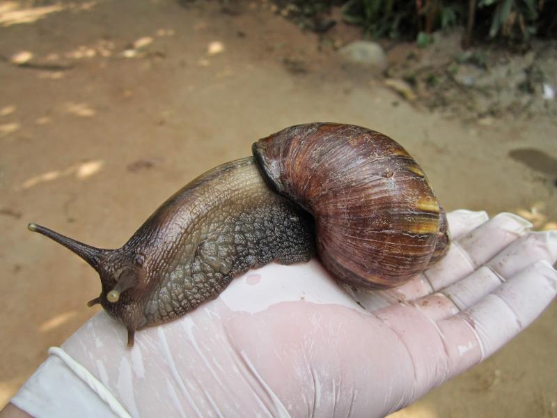 JUNIN: MÁS DE 50 AGRICULTORES HAN SIDO CAPACITADOS PARA FRENAR PLAGAS DEL CARACOL AFRICANO