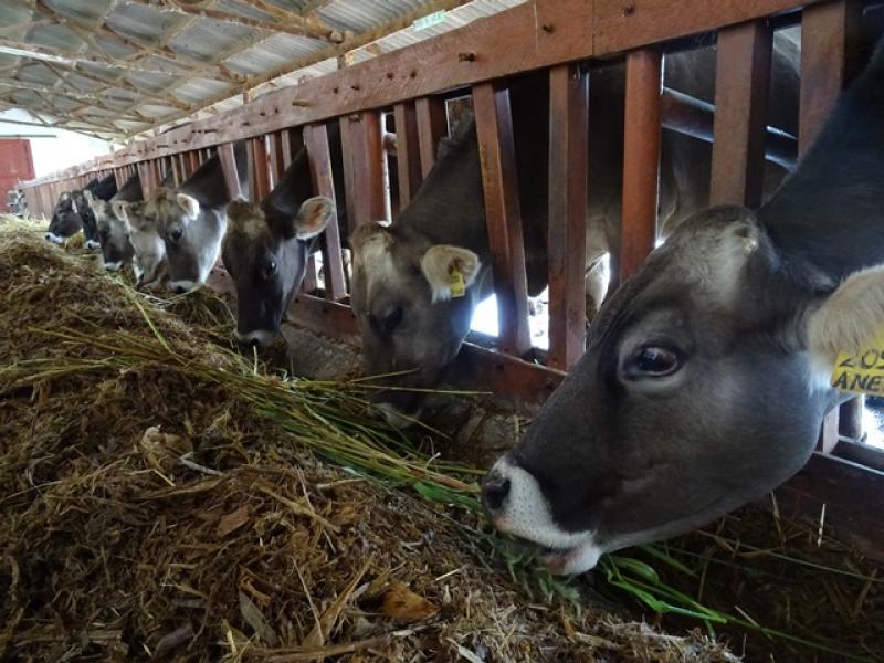 Junín: medirán emisiones de gases de efecto invernadero en bovinos