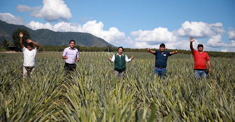 Junín: Primer festival de cítricos, piña y frutas tropicales se realizará en Satipo