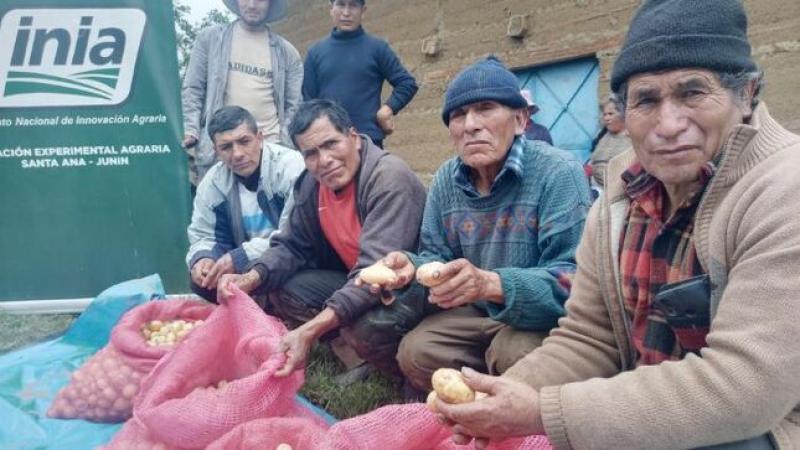 Junín: Productores de Huancamanta obtienen 2 toneladas de semillas de papa con calidad genética