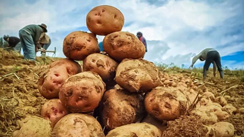 Junín proyecta sembrar 79.298 hectáreas de 20 cultivos transitorios en campaña agrícola 2025-2026