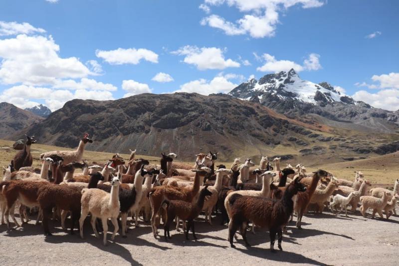 Junín: Realizan registro genealógico de alpacas y llamas en la comunidad campesina de Sangrar