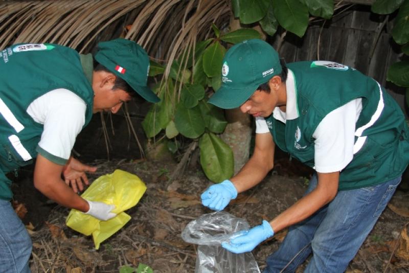 JUNÍN: SE ELIMINARON SEIS TONELADAS DE CARACOL GIGANTE AFRICANO EN SATIPO Y CHANCHAMAYO