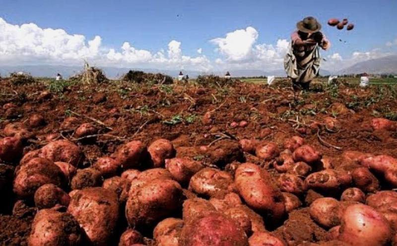 JUNÍN: SIEMBRAS SOBREPASARÍAN LAS 90 MIL HAS EN CAMPAÑA AGRÍCOLA 2015/2016