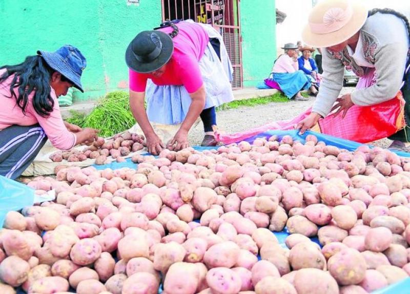 JUNÍN: VALOR BRUTO DE LA PRODUCCIÓN AGROPECUARIA CRECIÓ 8.8%