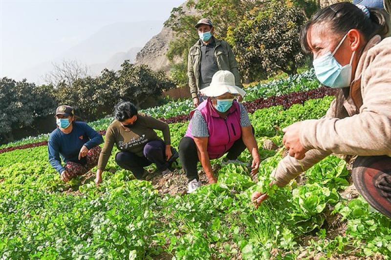 Junta de Usuarios de Riego: Segunda reforma agraria muestra voluntad política a favor del sector