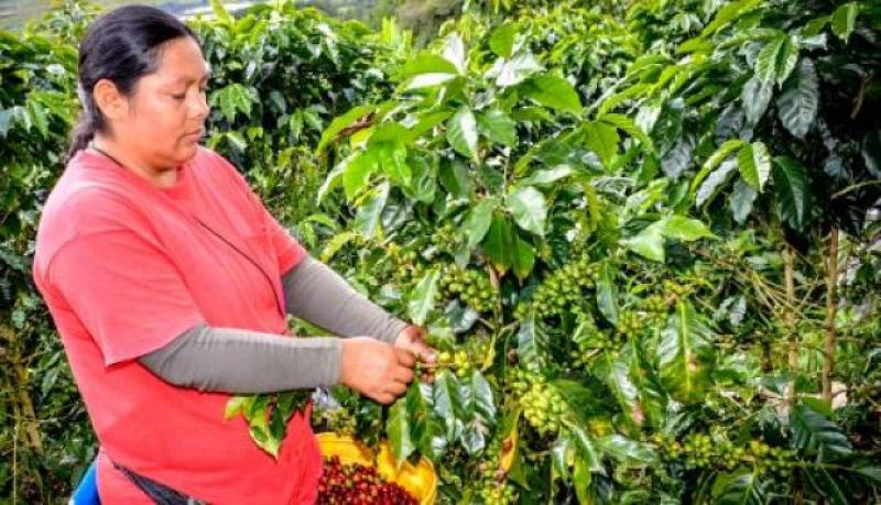 Junta Nacional del Café: Miles de productores abandonan cafetales por los cultivos de coca