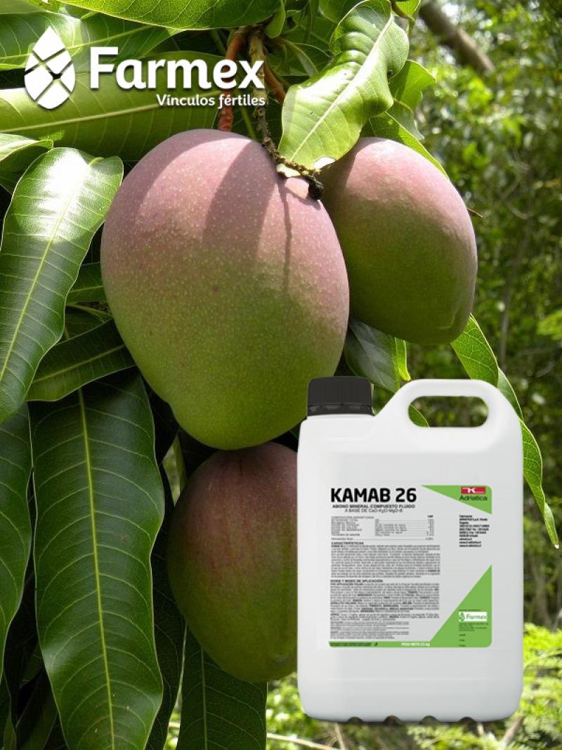 Kamab 26-S: un aliado en la producción de mango con calidad de exportación