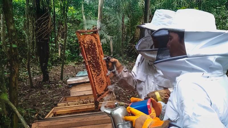 La abeja viene cambiando las vidas de la comunidad nativa Zapote en Ucayali