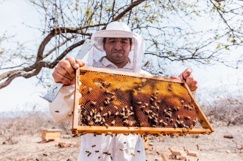 La apicultura cumple un rol decisivo en la agricultura