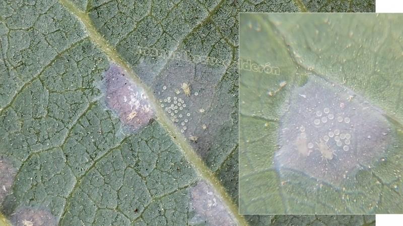 La “arañita cristalina” alerta a productores de palta en Lambayeque