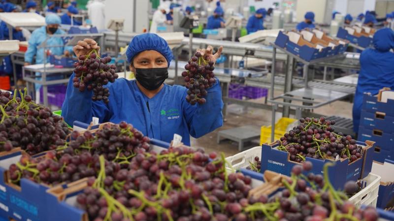 “La atención que acapara la cereza chilena en la parte temprana en China, hace pensar que lo más seguro para la uva peruana podría ser post año nuevo chino”