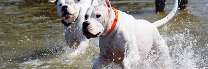 La cola no mueve al perro