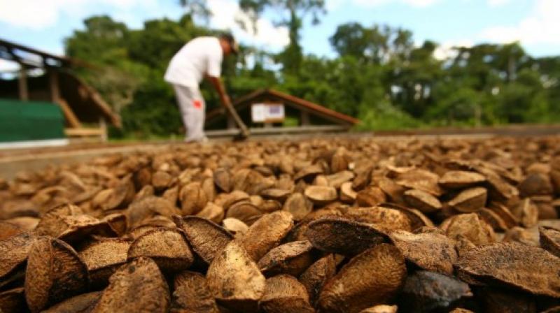 La comunidad amazónica de Tres Islas busca exportar sus más de 40 toneladas de castaña ante un mercado local saturado