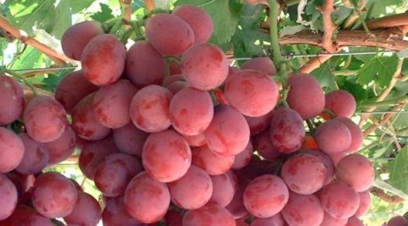 La creciente producción de Perú en uva de mesa está generando mayor oferta en el mercado internacional