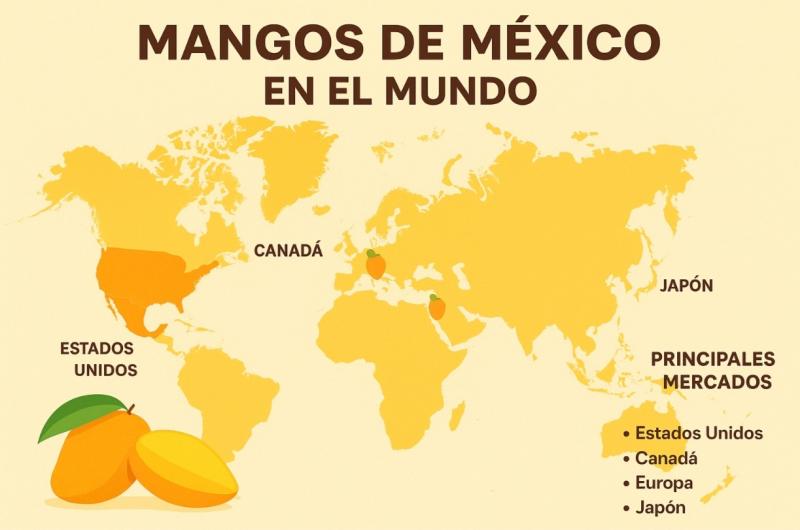 La dimensión exterior del mango de México