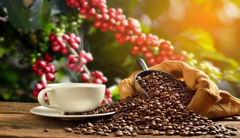 La exportación de café se ha mantenido en una meseta de 240 mil toneladas en los últimos cuatro años