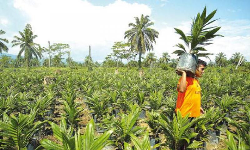 La fiebre del aceite de palma en Perú amenaza a la Amazonía ancestral