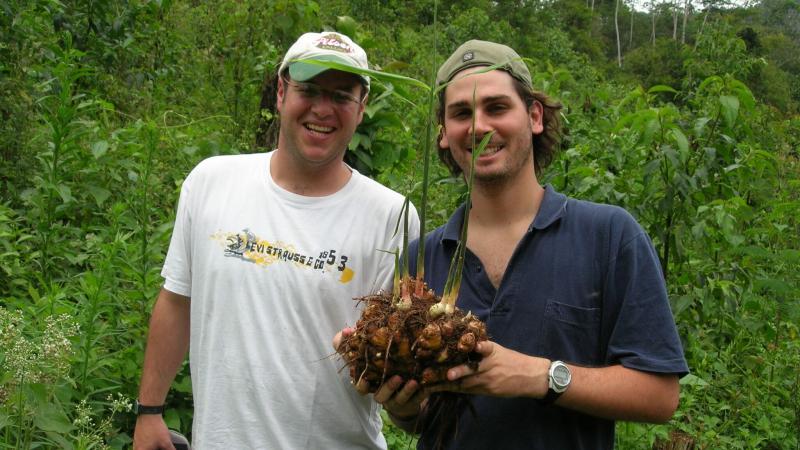 La gran industria del jengibre peruano de exportación tiene un mal muy grave: la informalidad