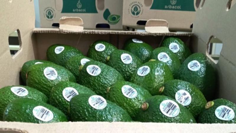 "La industria global de la palta enfrenta grandes presiones debido al incremento de volúmenes provenientes de nuevos orígenes"