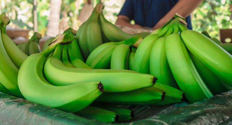 La industria peruana del banano no debe perder de vista el peligro del Fusarium oxysporum presente en Colombia
