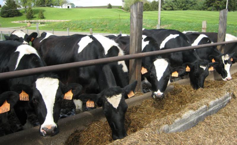 LA INFORMALIDAD DEL SECTOR GANADERO FRENA LA EXPORTACIÓN DE CARNE BOVINA