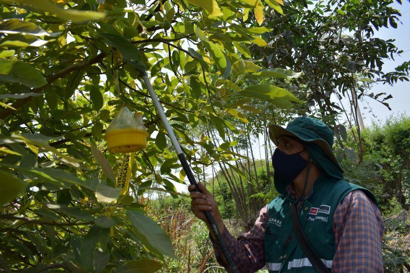La Libertad: acciones para erradicar las moscas de la fruta beneficiarán a más de 4 mil pequeños productores frutícolas