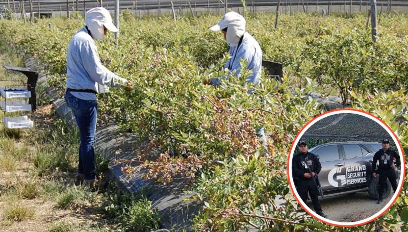 La Libertad: Agroindustria es una de las actividades más afectadas por la inseguridad