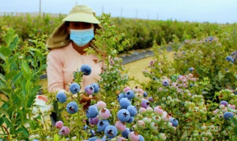 La Libertad aporta casi el 50% de las exportaciones de arándanos hasta la semana 32
