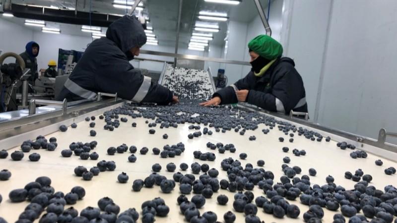 La Libertad concentra 49% de las exportaciones de arándanos en la actual campaña
