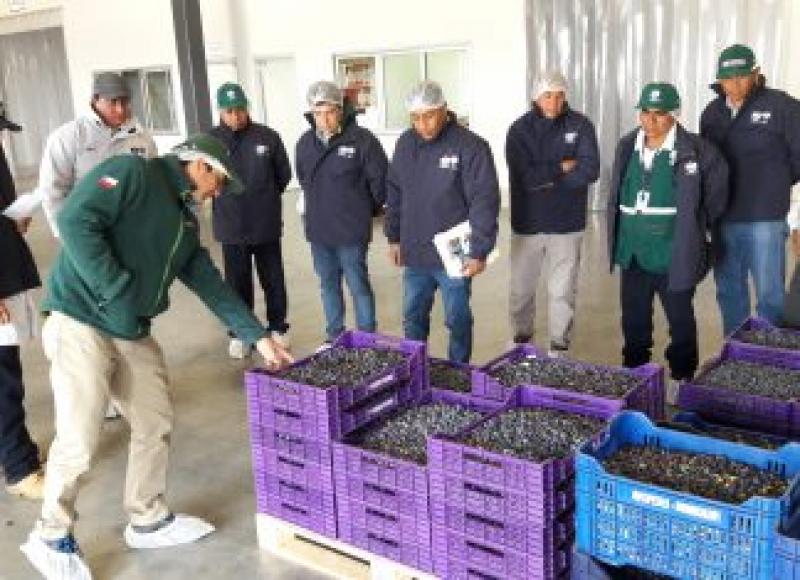La Libertad: empresas peruanas superan inspección para exportar arándanos a Chile