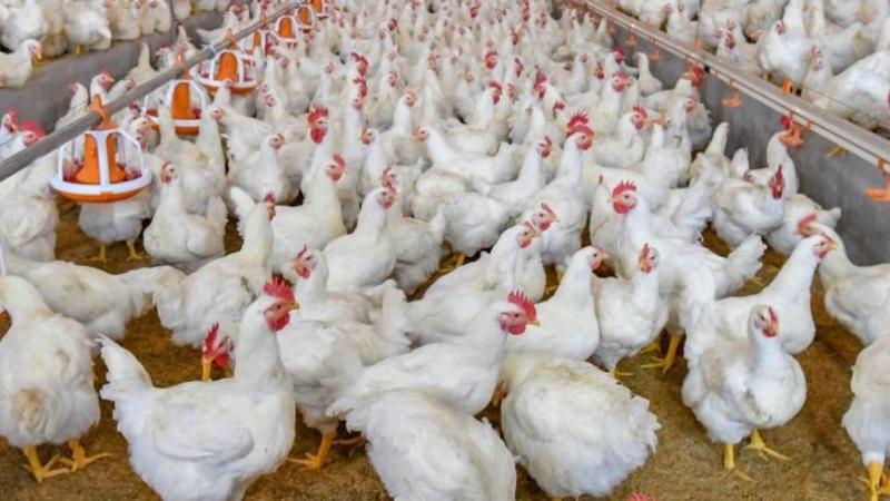La Libertad, Lima e Ica participaron con el 80.6% de la producción nacional de ave