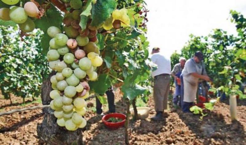 La Libertad produjo 58.881 toneladas de uva en 2019
