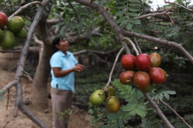 La Libertad: promoverán cultivo de ciruela en Virú