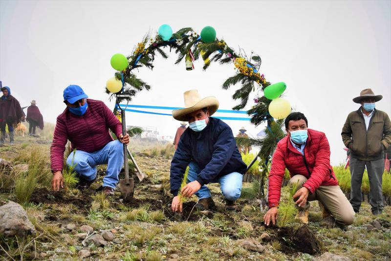 La Libertad: Sembrarán 100.000 plantones de pino en Santiago de Chuco en el primer trimestre del año